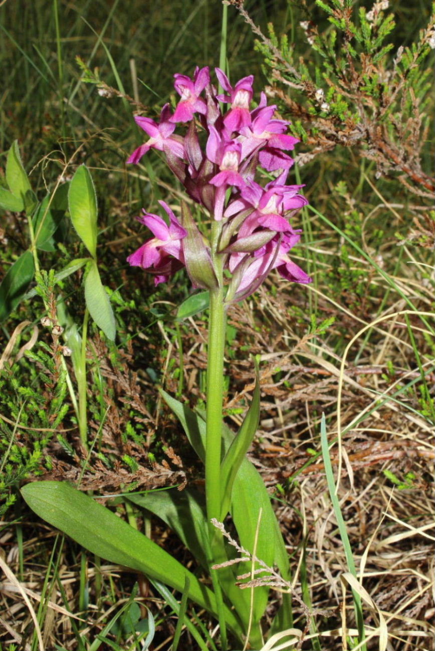 Ibrido Dactylorhiza incarnata x D. sambucina